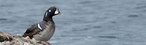 Western Isles Wildlife - Outer Hebrides Bird Tours and Latest Sightings